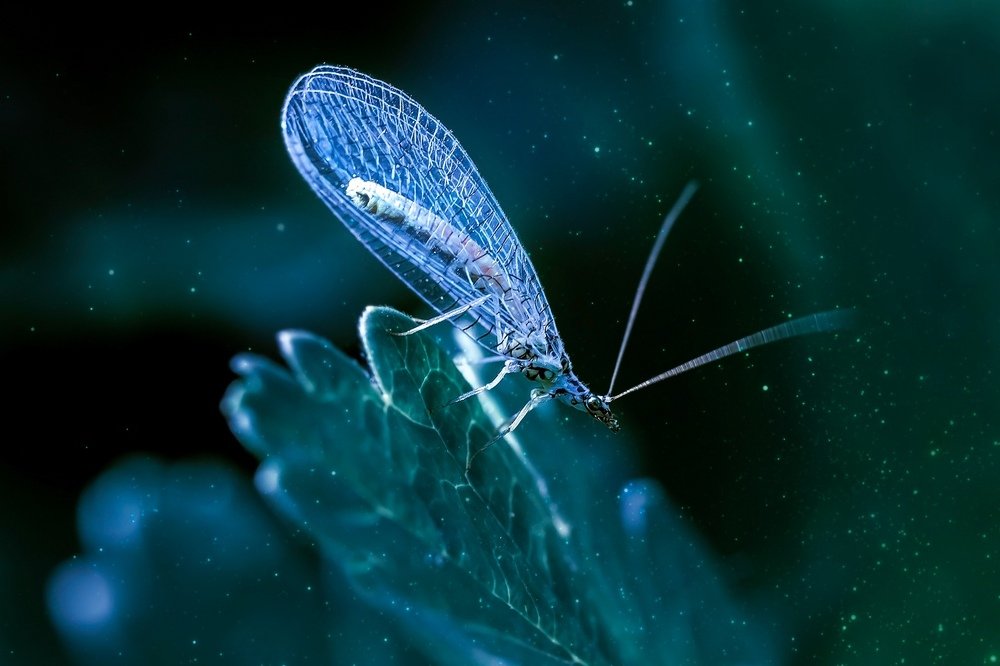 Photograph by Юлия Яремко