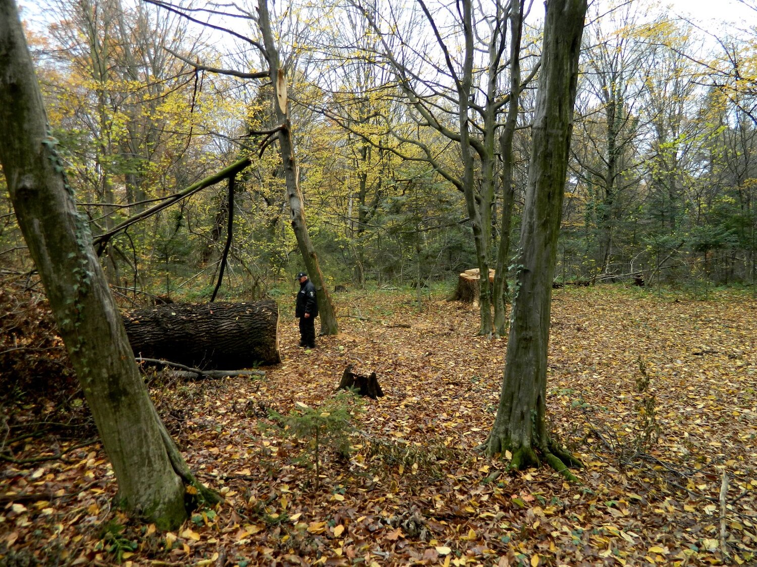 Photo #4150411