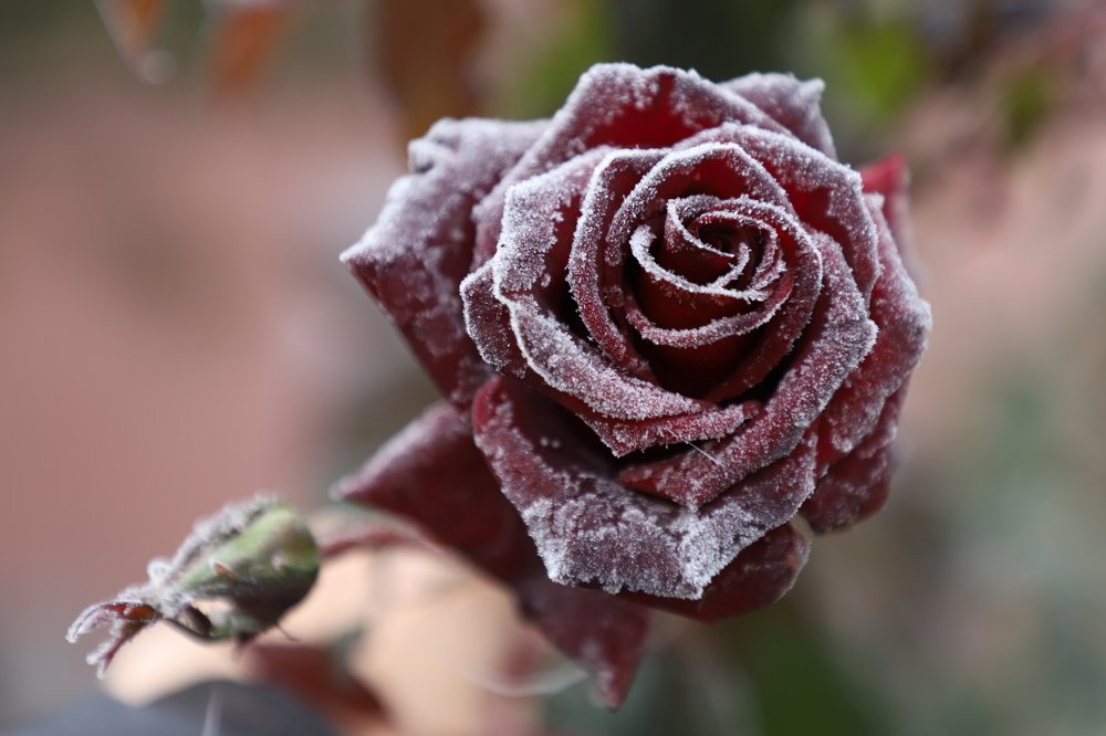 Photograph by Аделина Байбуриева