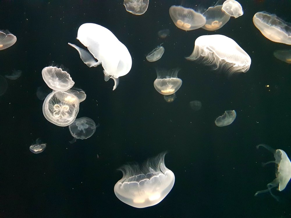 Photograph by Анна Чурсина