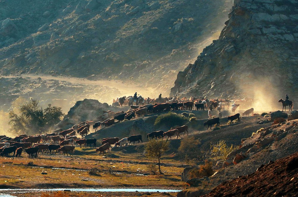 На водопой..