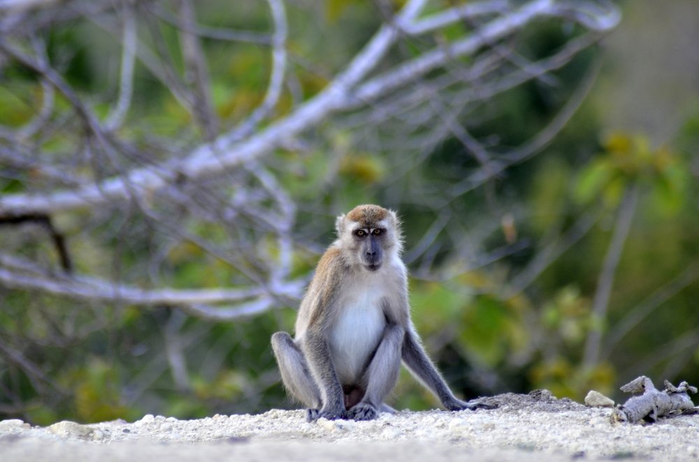 Фотография автора photograph Umar abdi