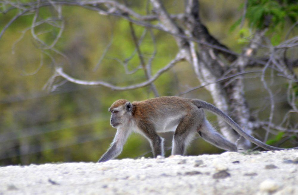 Фотография автора photograph Umar abdi