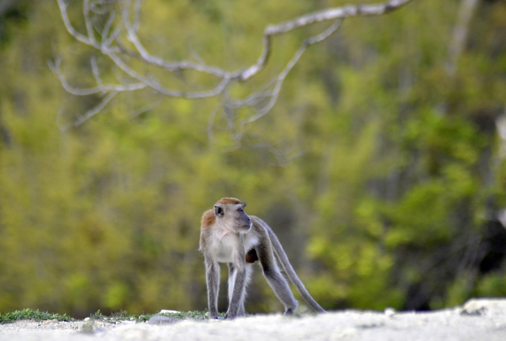Фотография автора photograph Umar abdi