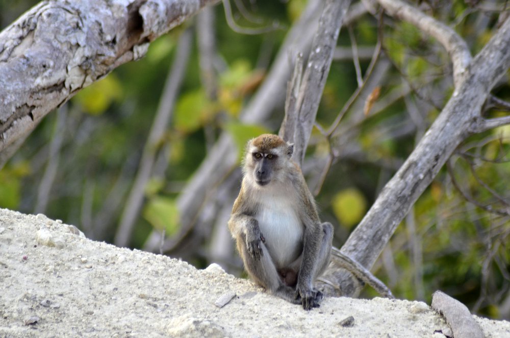 Фотография автора photograph Umar abdi