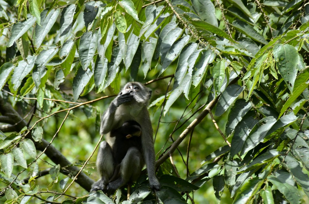 Фотография автора photograph Umar abdi