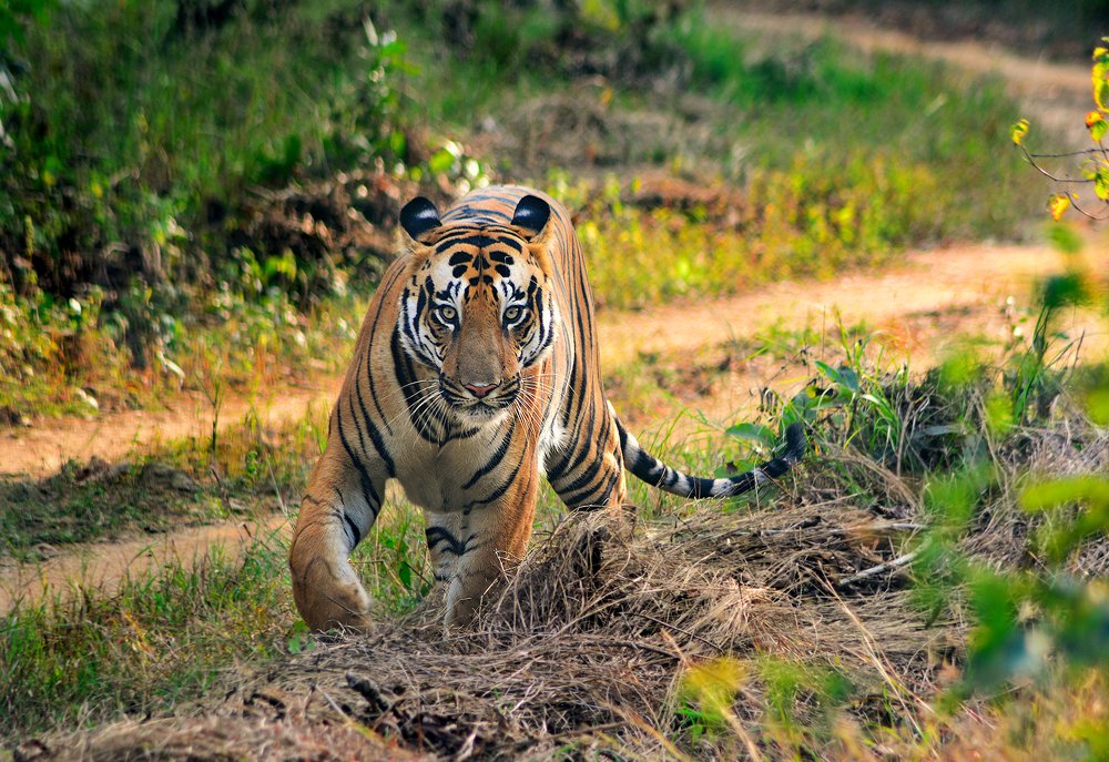 Photograph by Parth Bhagat