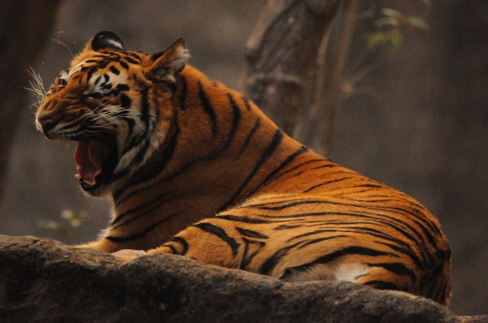 Photograph by SUMANT TRINAGARE