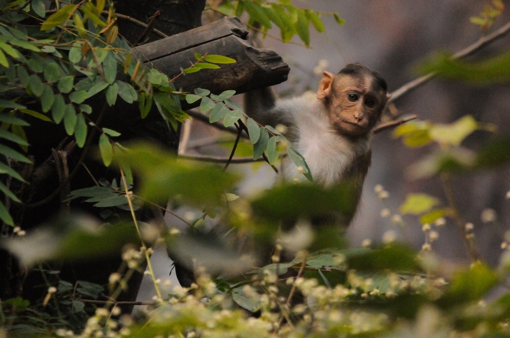 Photograph by SUMANT TRINAGARE