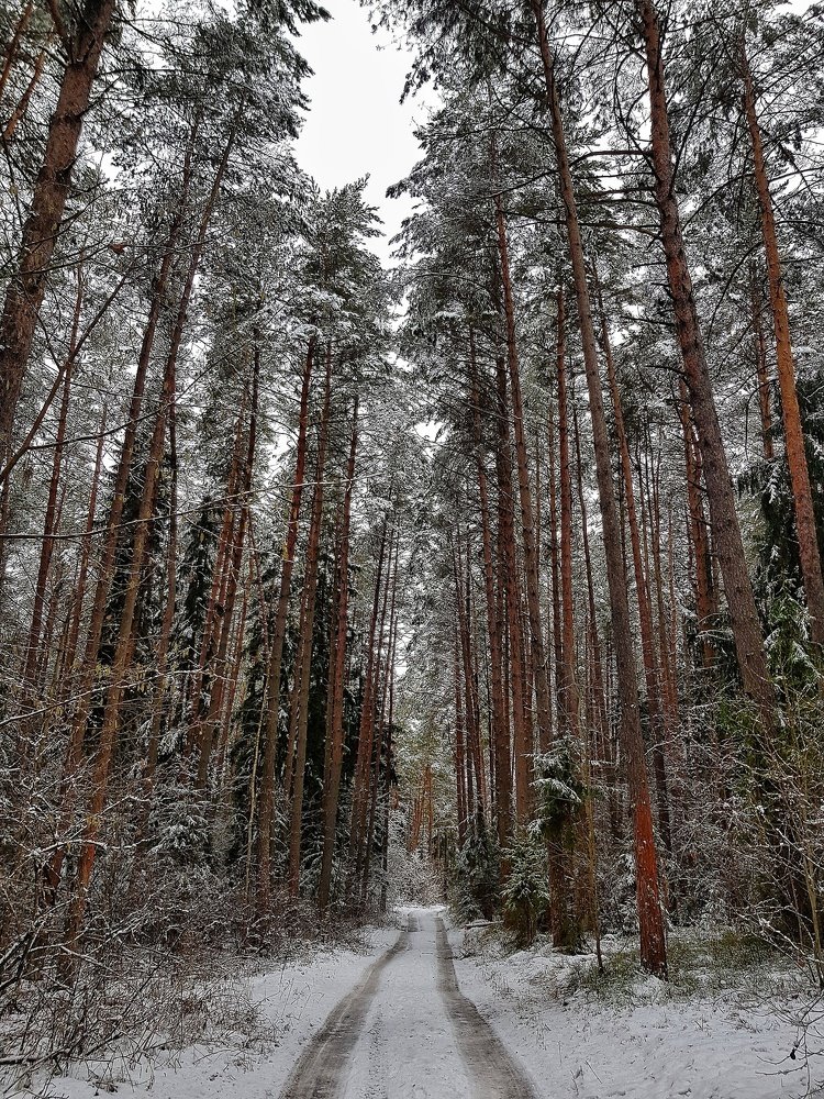 Сосновый бор