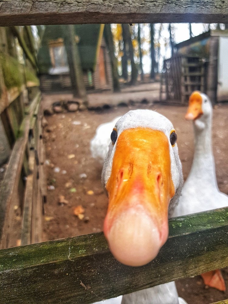 Photograph by Марина Колумб