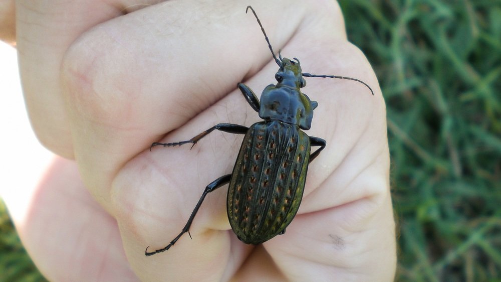 Incect Carabus Clathratus