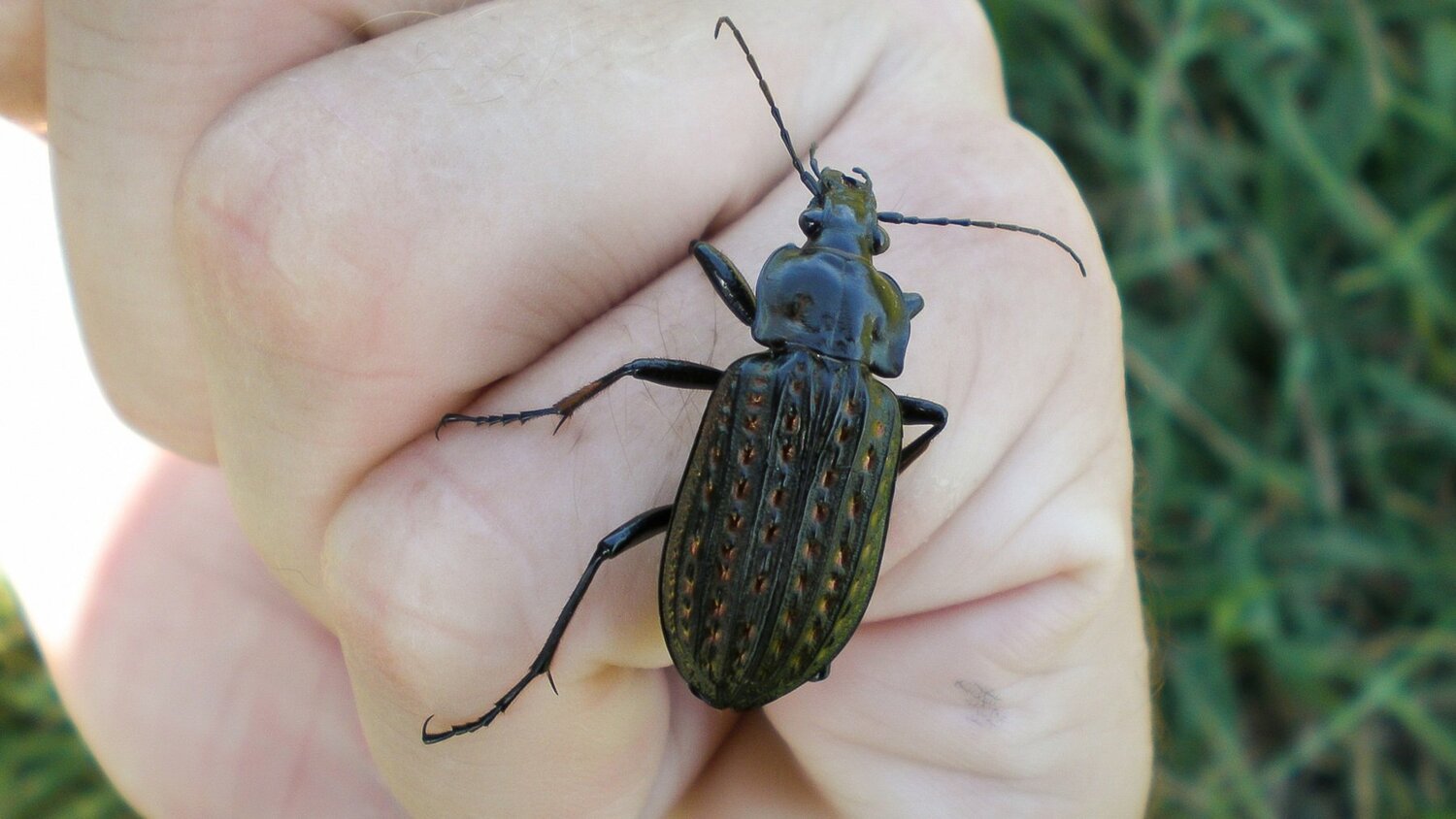 Incect Carabus Clathratus
