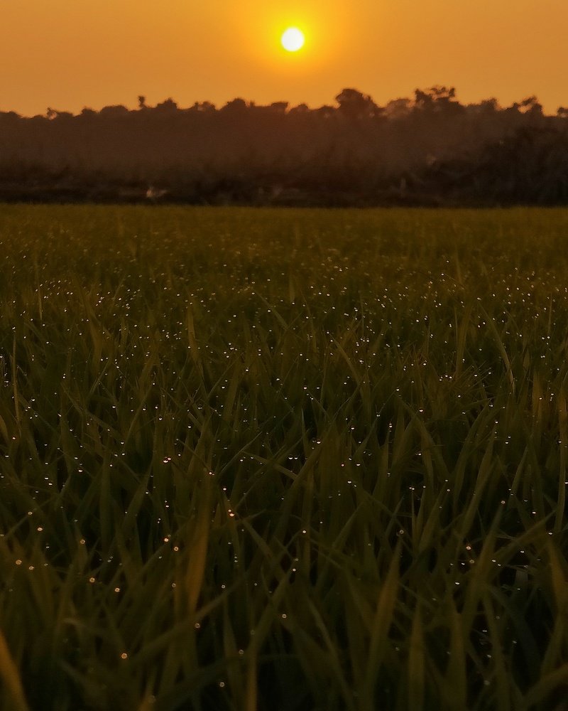 Sunset With Dew Drops