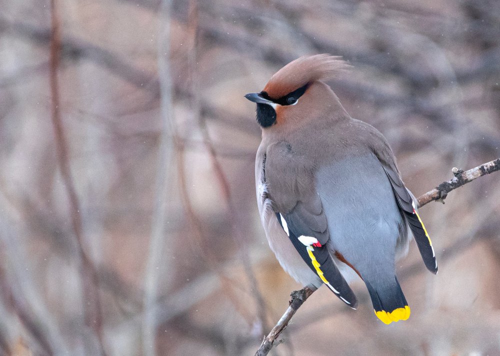 Свиристель