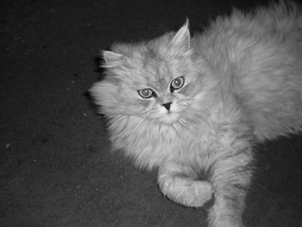 Home furry cat