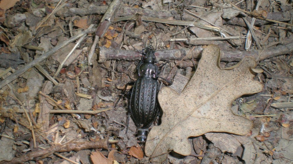 Жук жужелица Carabus clathratus