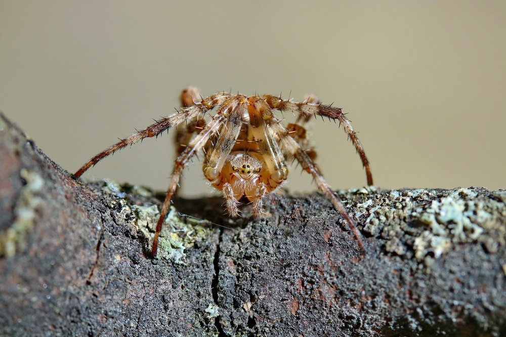 Photograph by Игорь Осипов