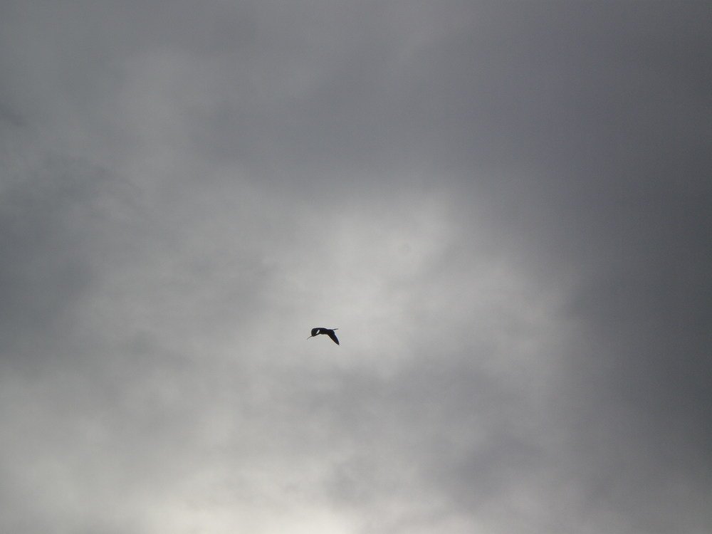 A lone stork
