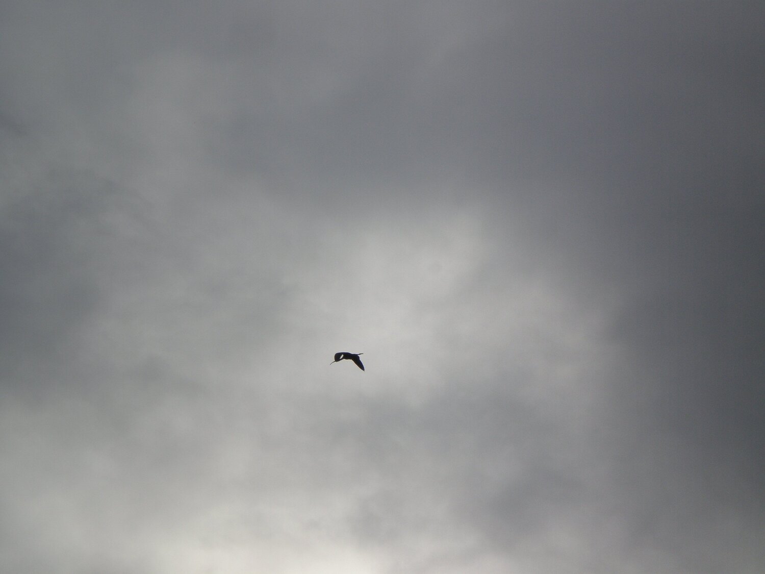 A lone stork