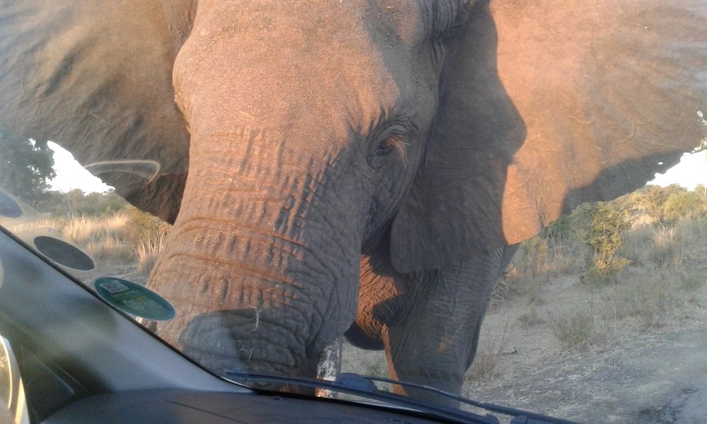 Elephant encounter