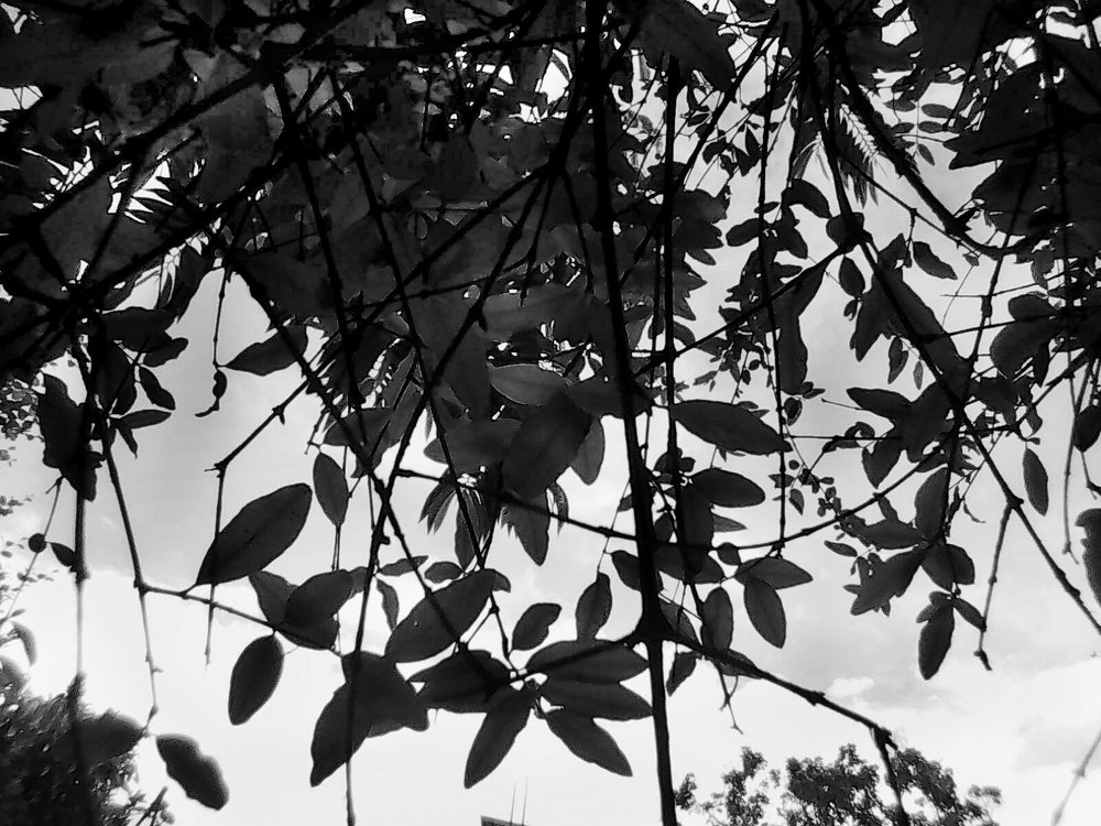 Photograph by Mohaiminul Islam Apon