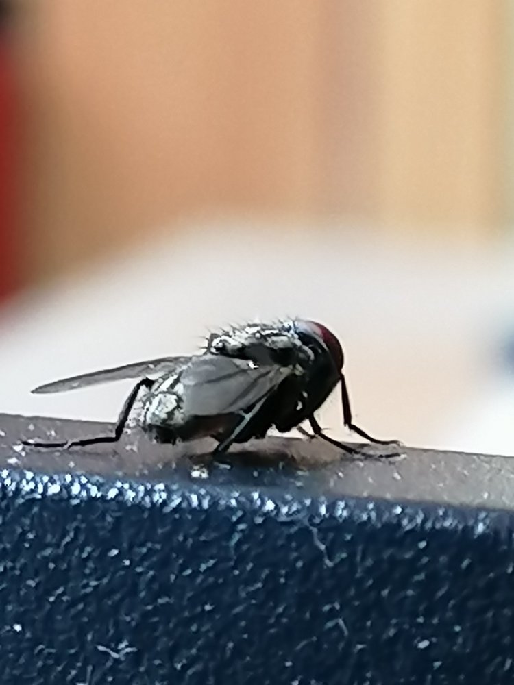 The Fly