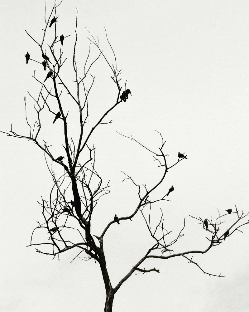 Photograph by Joy deb