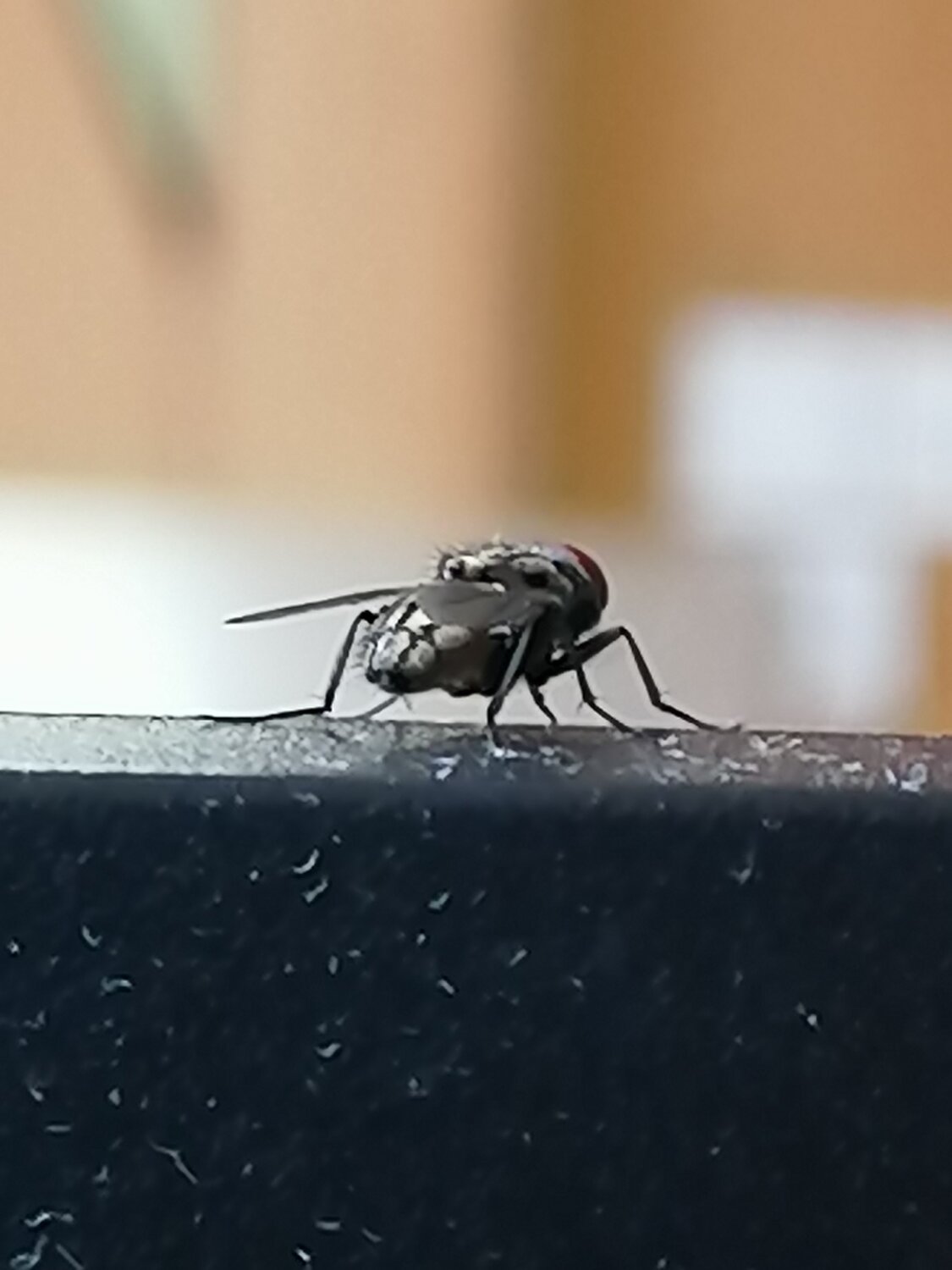 The Fly
