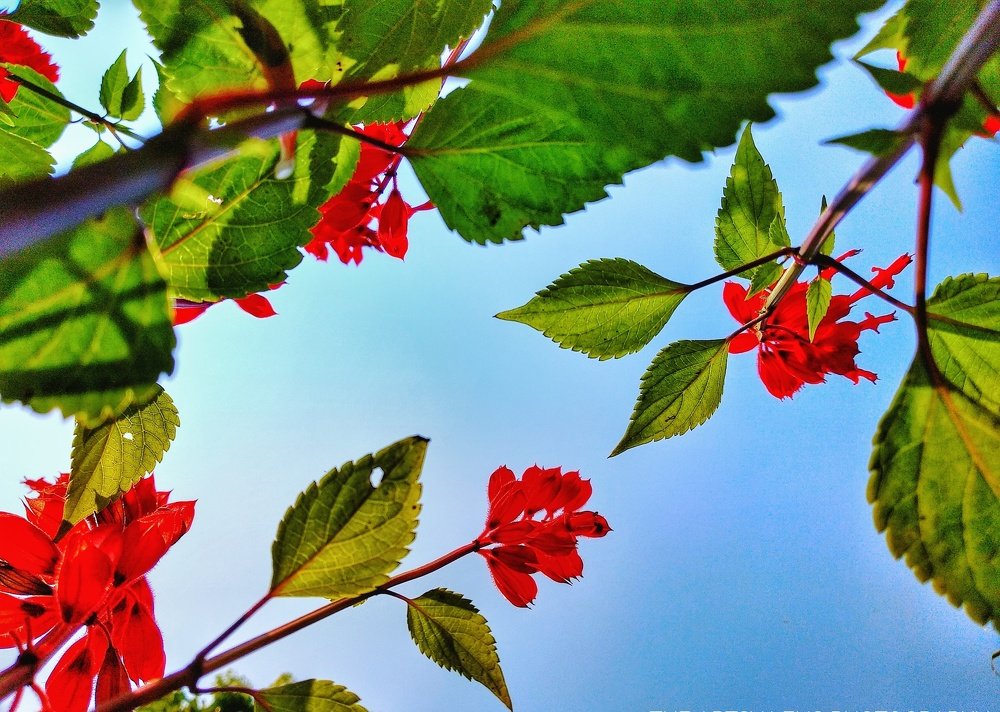 Beauty Of Little plant