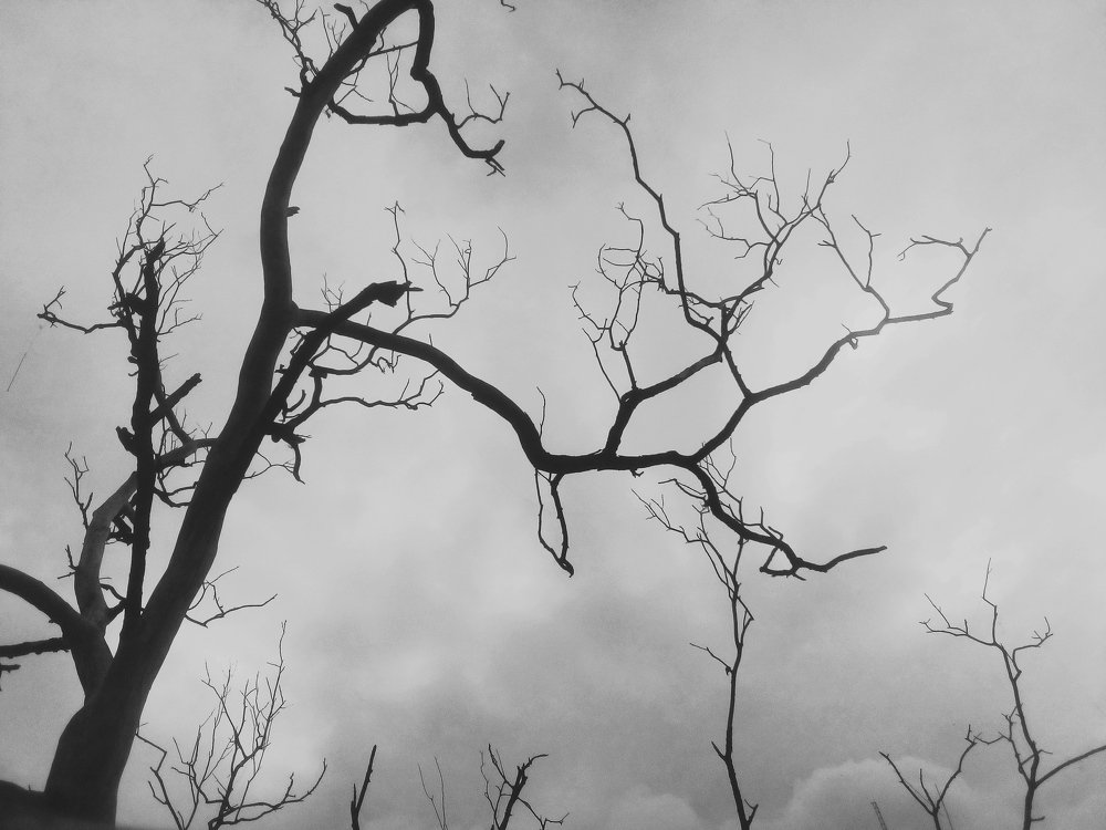 Photograph by Sheikh Md. Ebrahim