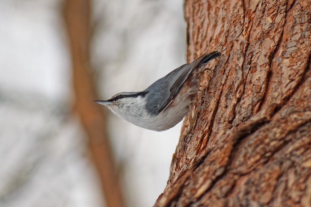 Photograph by Анатолий Калмыков