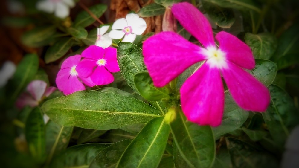 Flores