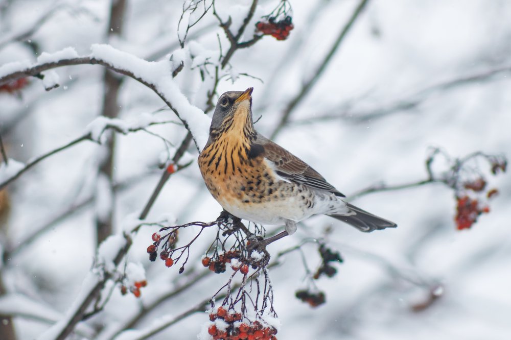 Photograph by Анатолий Калмыков