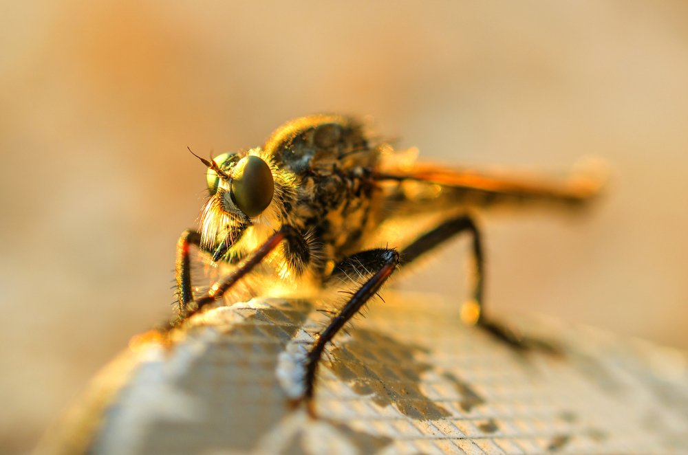 Чудо-Юдо на закате