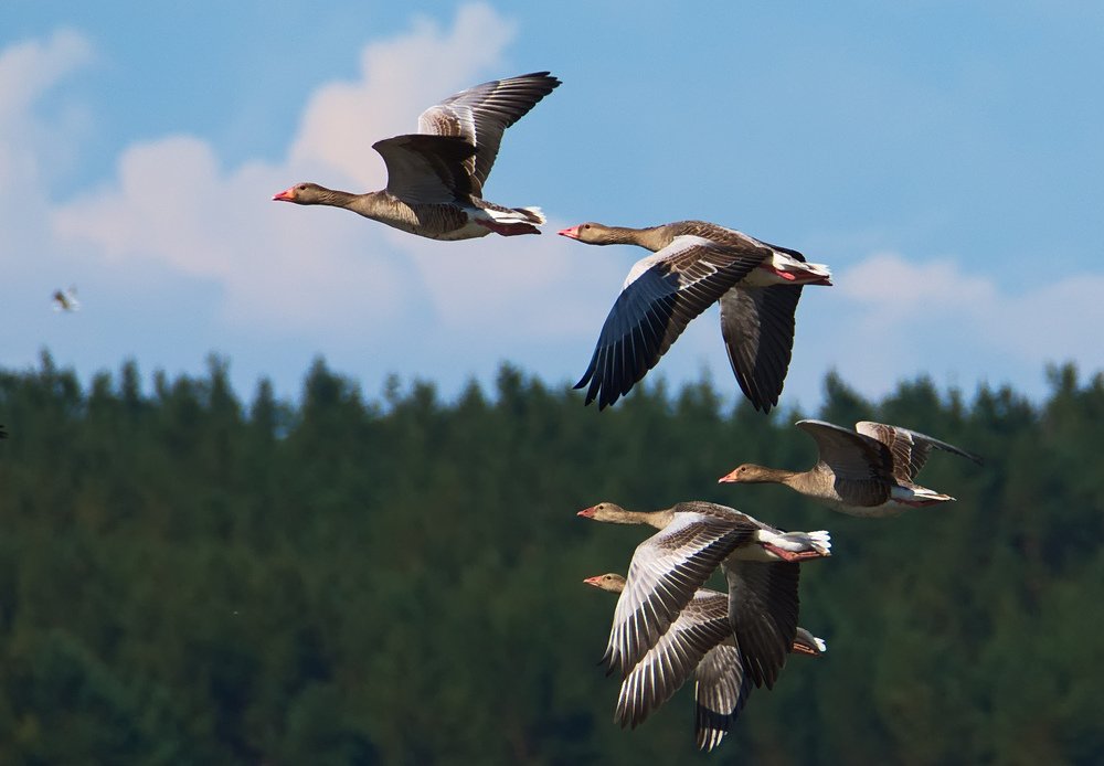 Greylag gooses (Anser anser)