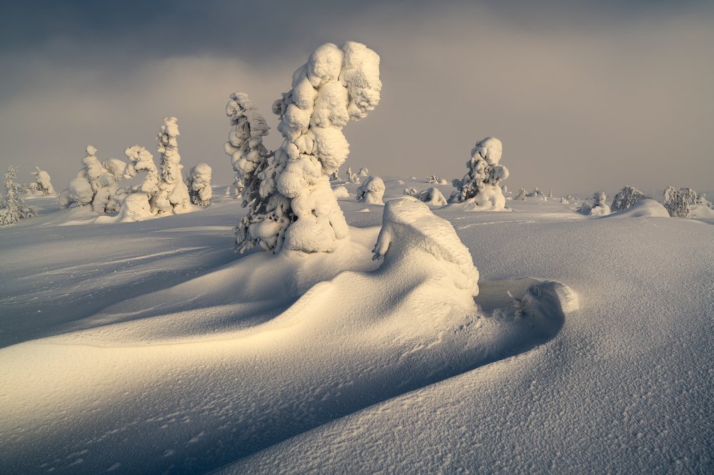 Мелодия леса