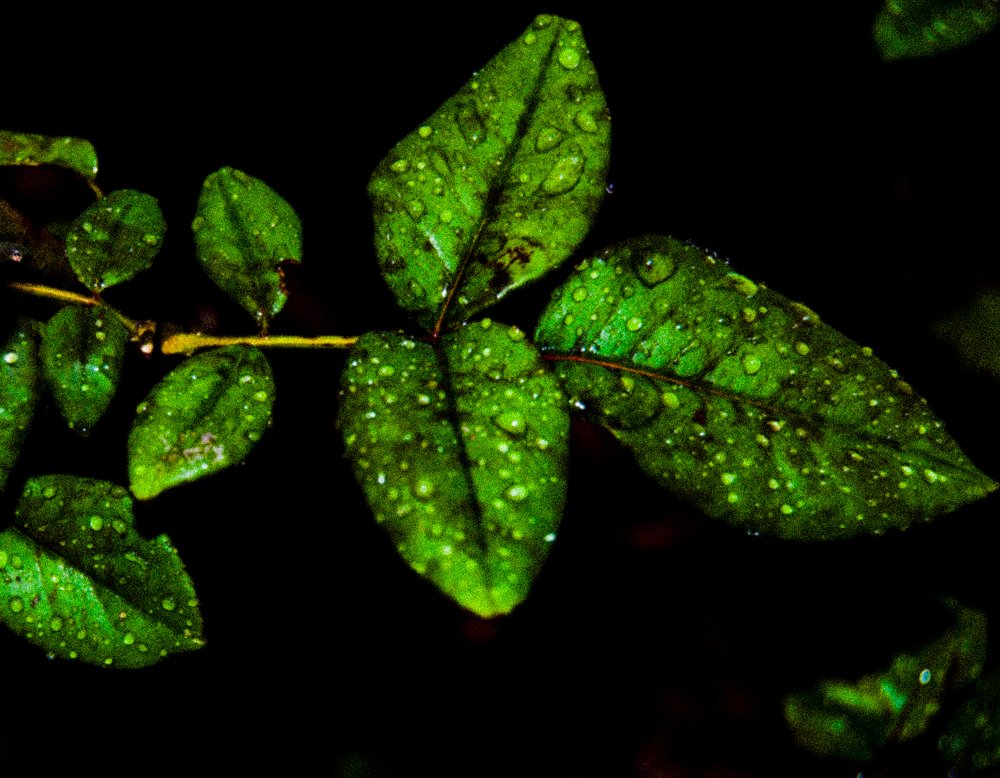 Photograph by Oraib Al leimon