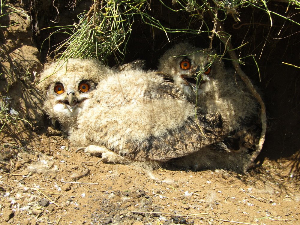 Photograph by Сергей Яценко