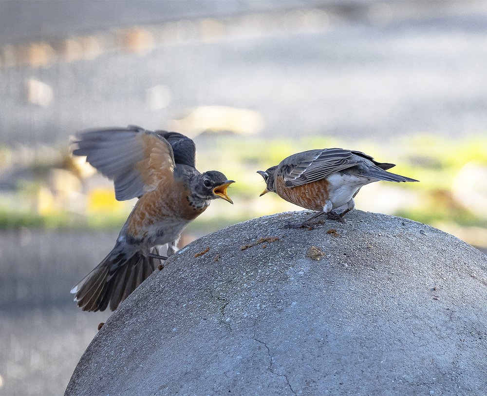 Photograph by MARCELO PRATES