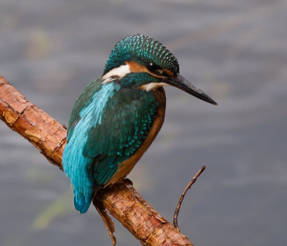 Common kingfishers (Alcedo atthis)