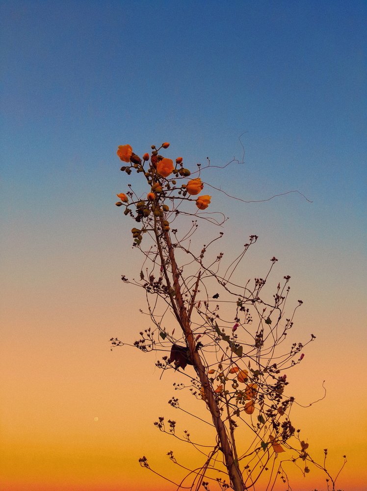 Sunset in the hill