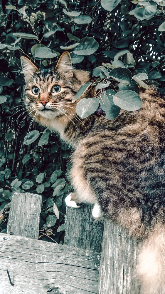 В деревне ( In the village)