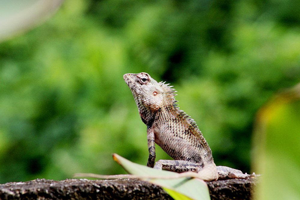 Photograph by Givantha Madushanka