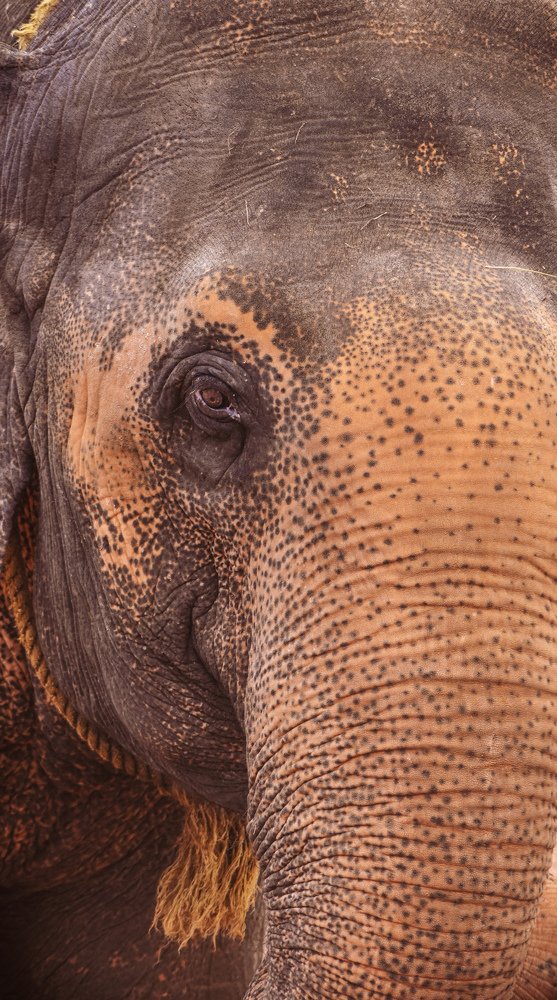 Photograph by Victoryvikas dadala