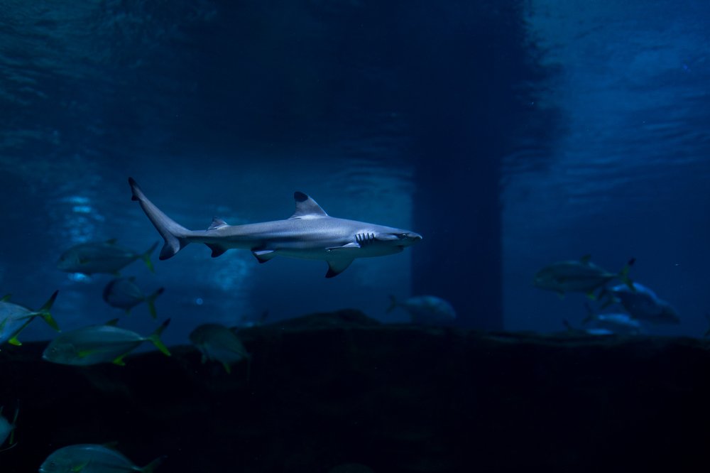 Photograph by ArvindSenji