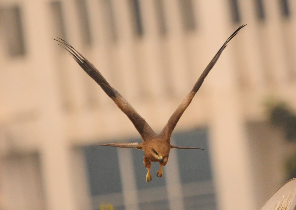 Photograph by SUMANT TRINAGARE