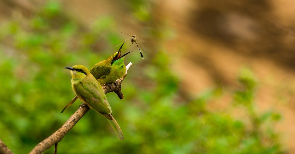 Photograph by ArvindSenji