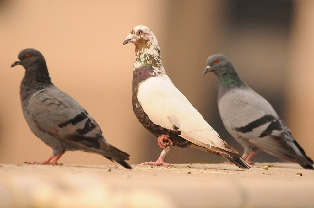 Photograph by SUMANT TRINAGARE