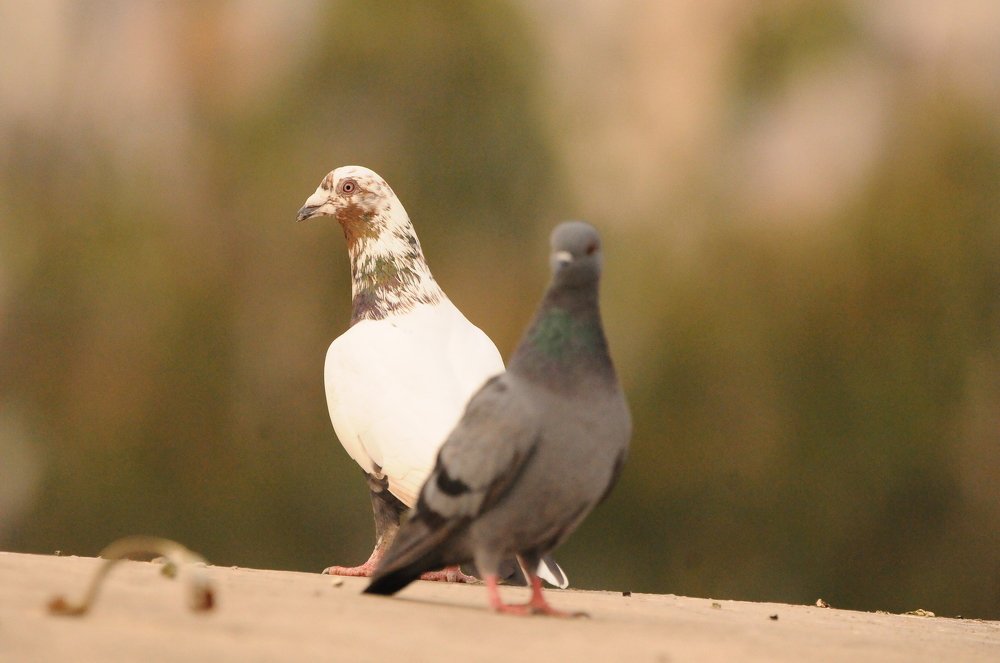 Photograph by SUMANT TRINAGARE